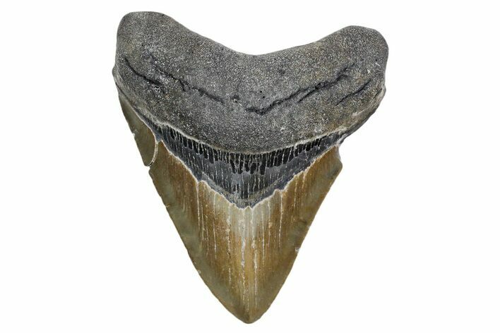 Serrated, Fossil Megalodon Tooth - North Carolina #357367